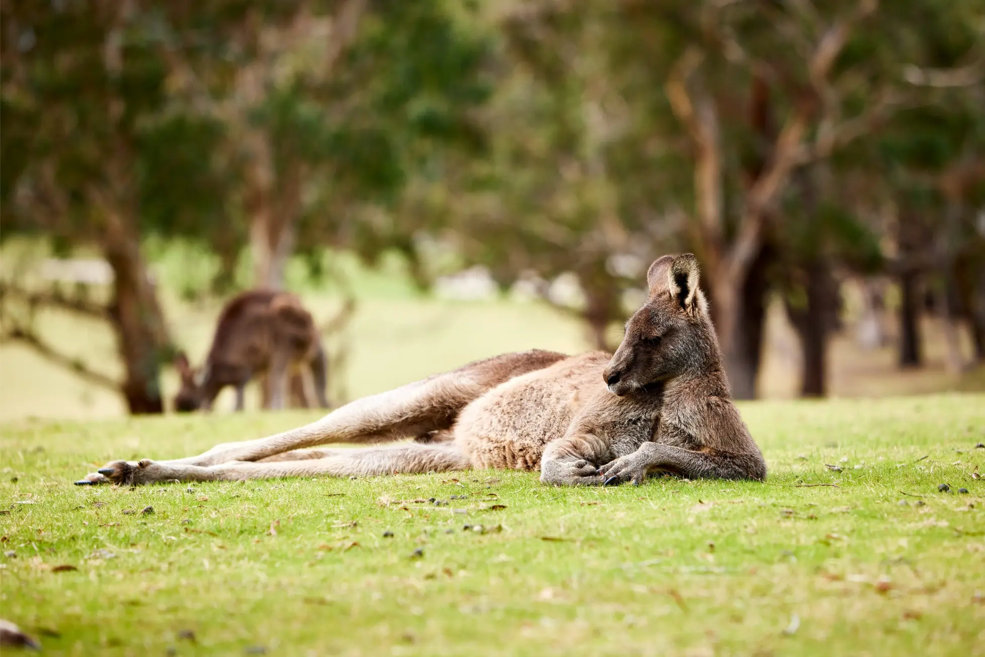 Wildlife area near the Great Ocean Road
