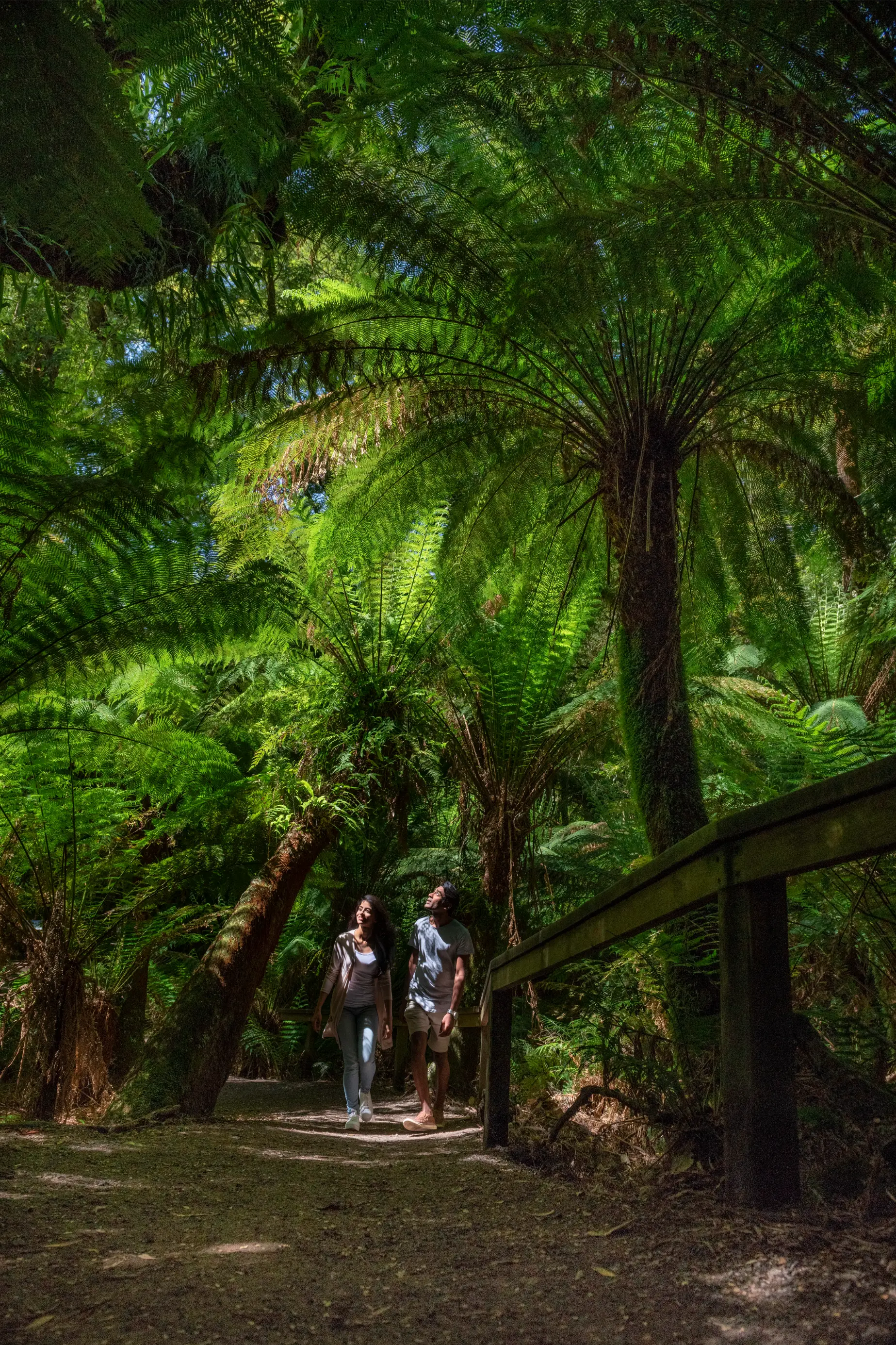 Maits Rest rainforest boardwalk in the Otways